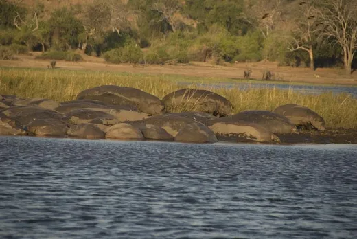 Wie große Steine liegen die Hippos am Ufer
