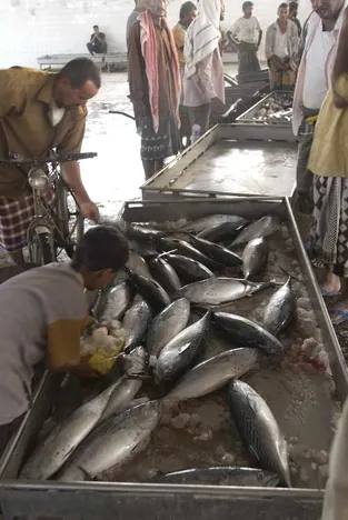 Fischmarkt in Al Hudayda