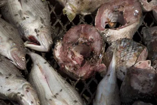 Der Fisch ist FRISCH und stinkt nicht