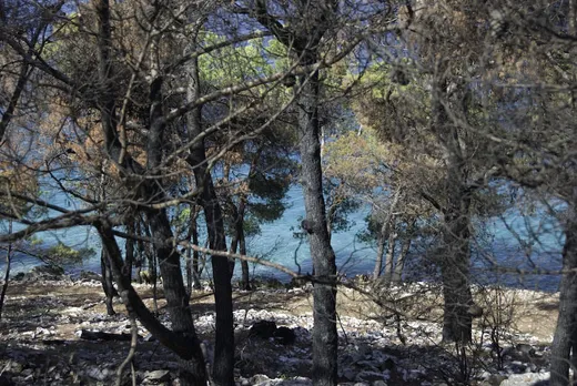 Waldbrand
