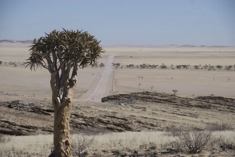 Köcherbaum in der Namib