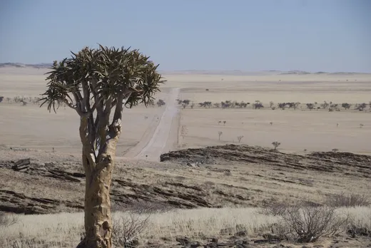 Köcherbaum in der Namib