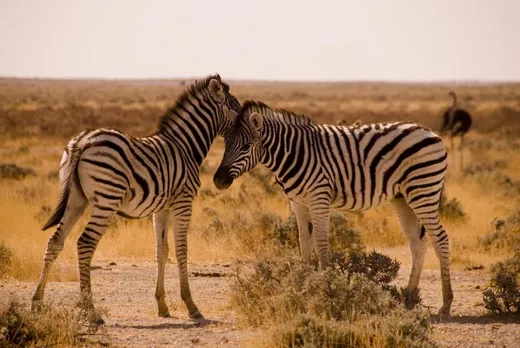 Zebras im Etosha Park