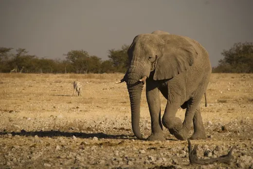 Etosha