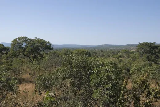 Typische Landschaft in Ost-Sambia Busch