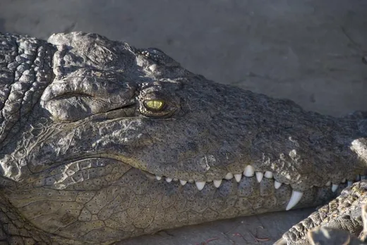 Krokodile