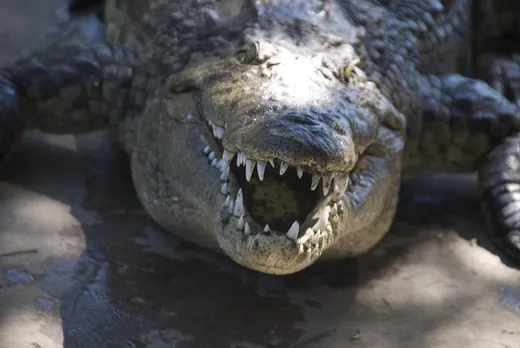 Krokodile