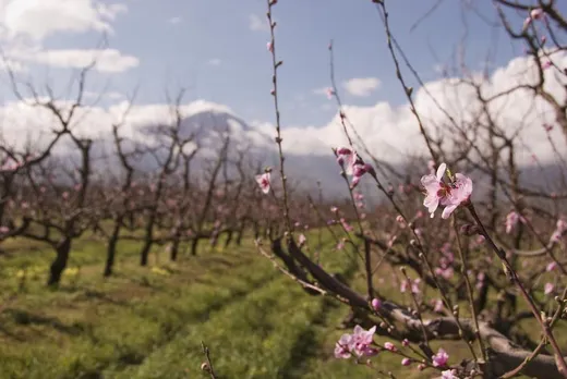 Langsam kommt der Frühling