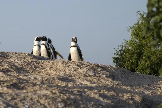 Komme ich bei Pinguinen vorbei