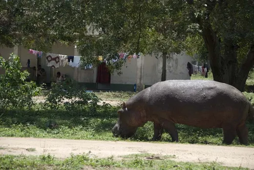 Es kann schon mal passieren dass einem ein Nilpferd in den Straßen begegnet